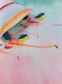 Detail dekbedovertrek Colorful Birds Multi van Oilily